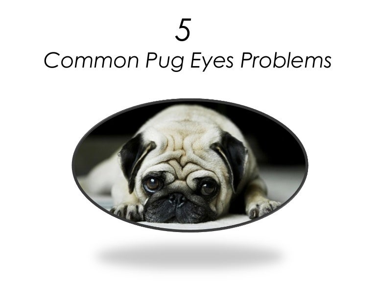 5 common pug eyes problems