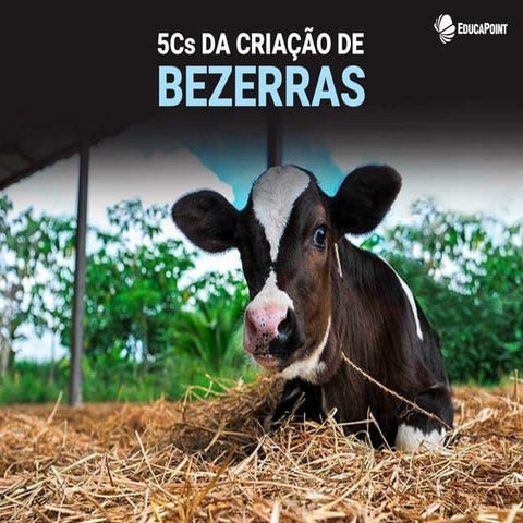 5CS da criação de bezerras