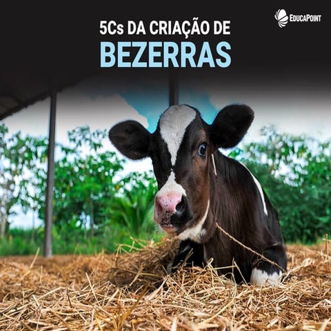 5C's da Criação de Bezerras