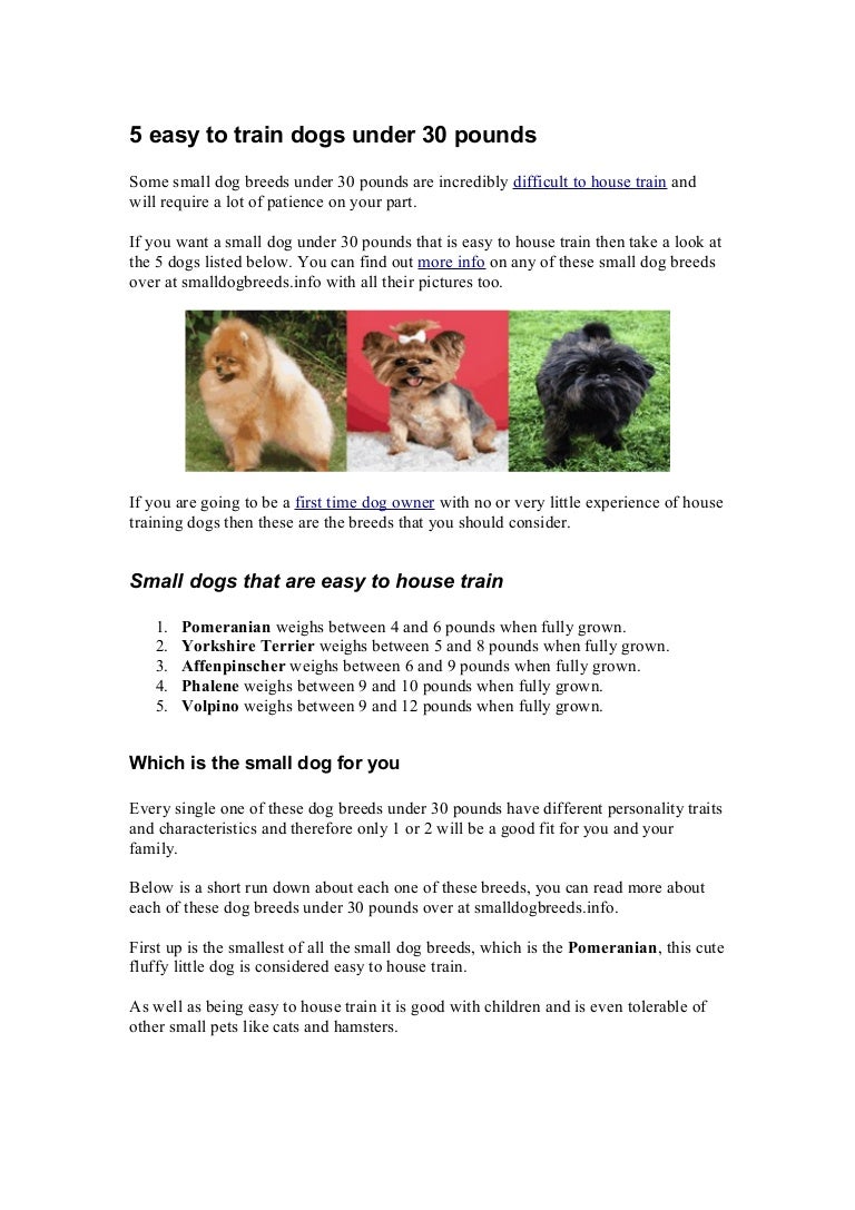 easy to house train small dog breeds