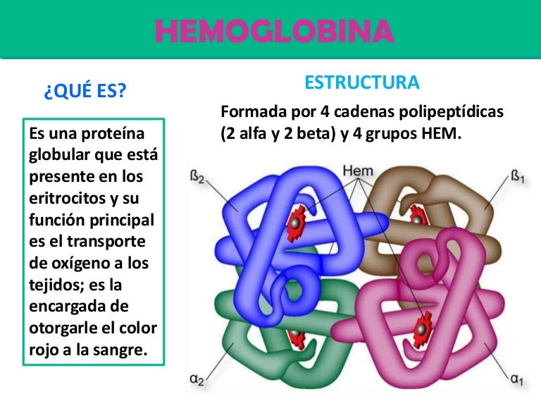HEMOGLOBINA