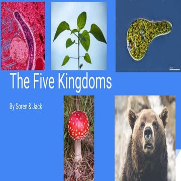 5 kingdoms