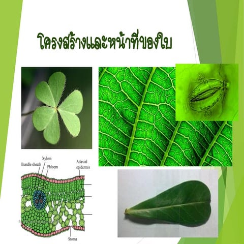 structure and function of the leaf