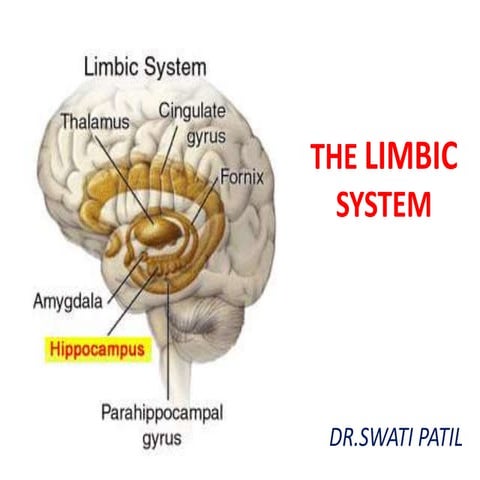 5 limbic system