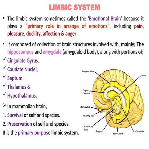 5  Limbic System  &  Basal Ganglia .pptx