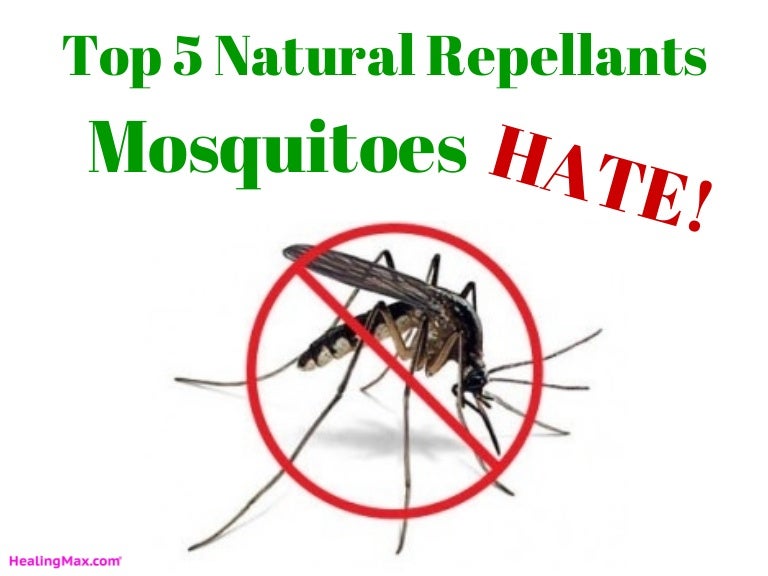 Top 5 Natural Repellants Mosquitoes HATE