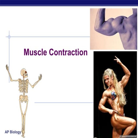 muscle contraction 