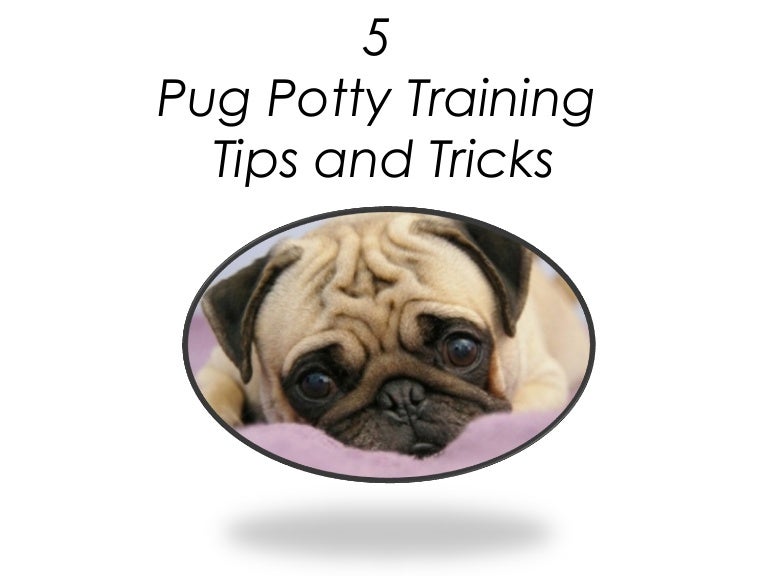 5 pug potty training tips and tricks