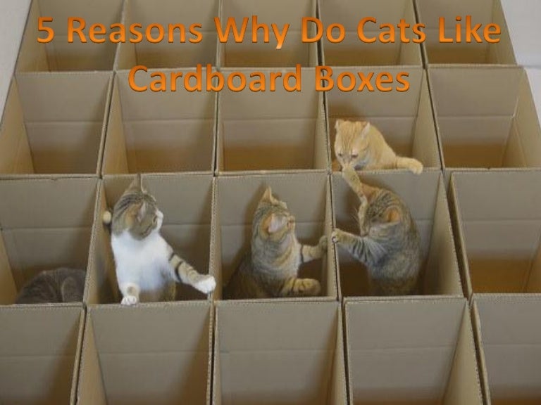 all cats like boxes
