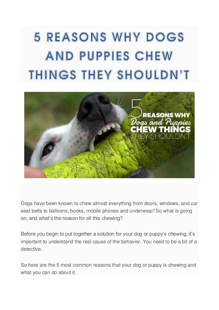 5 Reasons Why Dogs And Puppies Chew Things They Shouldn’t
