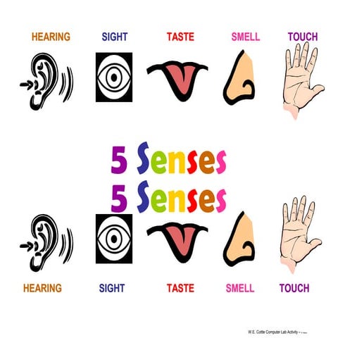 5senses