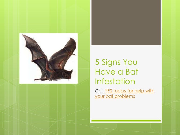 5 signs you have a bat infestation call yes today for help with you…