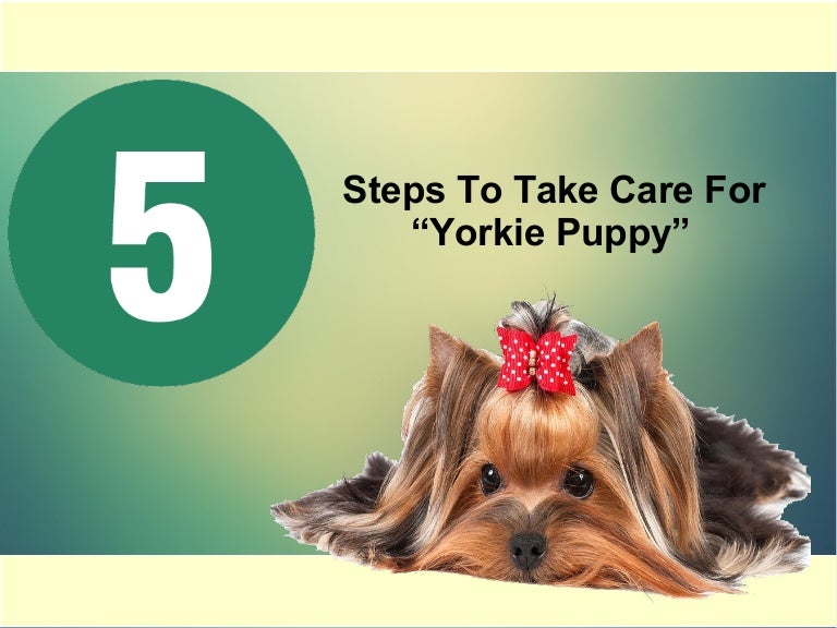 taking care of a yorkie puppy