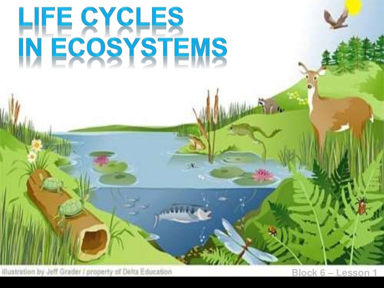 Life Cycles in Ecosystems