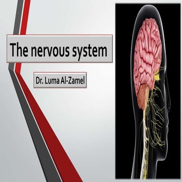  The nervous system.ppsx