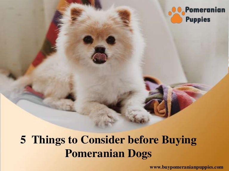 i want to buy pomeranian dog