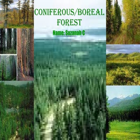 5th Period Coniferous Forest 2