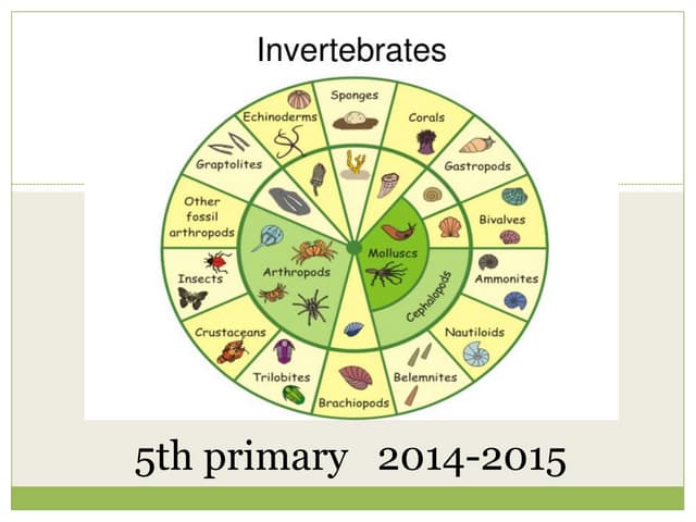 Invertebrates | PPT
