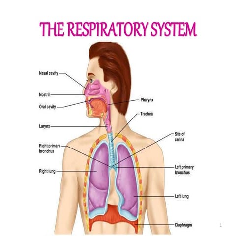 Anatomy of respiratory system | PPT