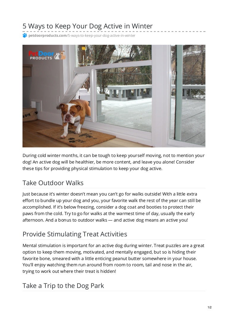 5 Ways To Keep Your Dog Active In Winter
