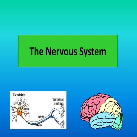6. nervous system