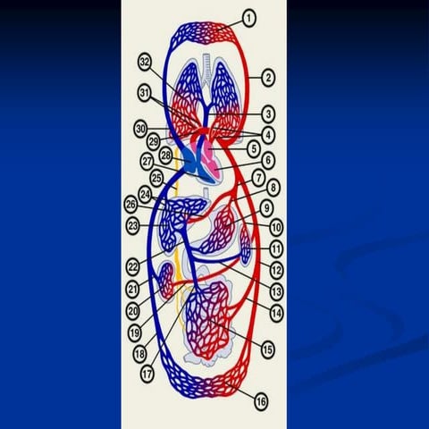 лекция № 6 ока сосуды