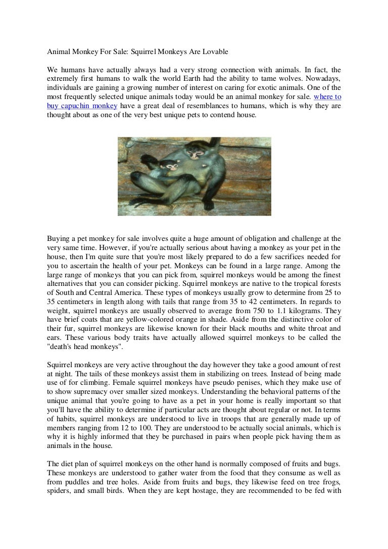 buying capuchin monkey