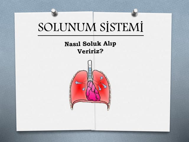 Solunum sistemi 