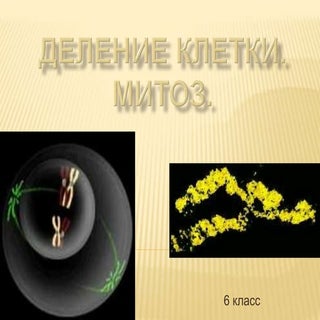 Деление клетки