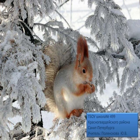 Имя прилагательное 