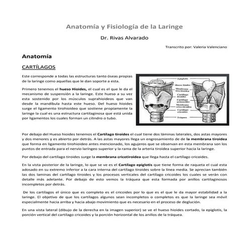 6. anatomía-y-fisiología-de-la-laringe