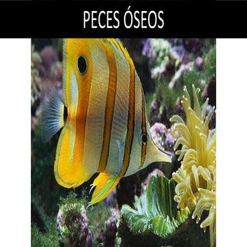 Peces Óseos (Actinopterigios y Sarcopterigios)