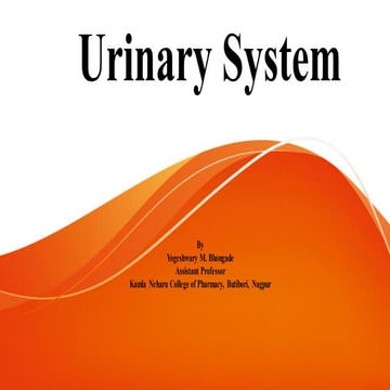 6. urinary system