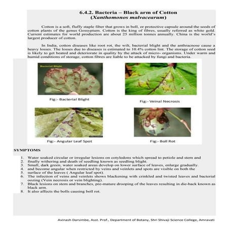 6.4.2. bacteria – black arm of cotton (xanthomonos malvacearum)