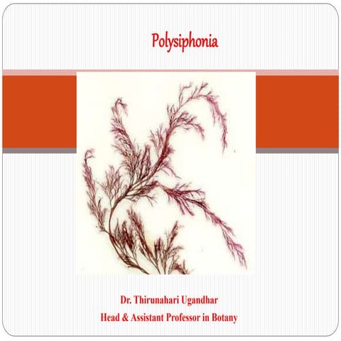 6. polysiphonia
