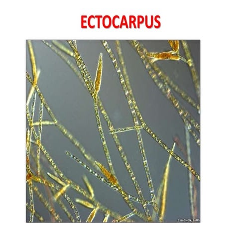 6 . ectocarpus