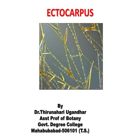 6 . Ectocarpus. Dr. Thirunahari Uagandhar pptx