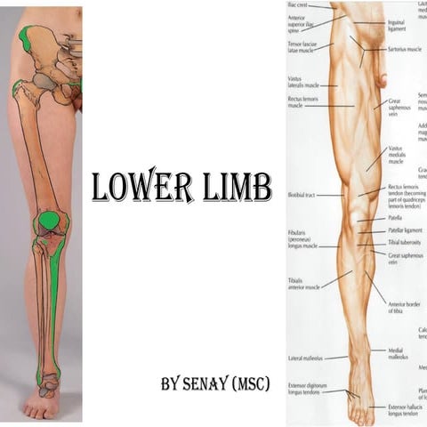 6. Lower Limb musculoskeletal system .pptx