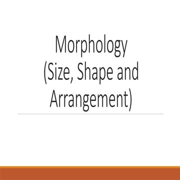 6. Size Shape and Arrangement of Bacteria.pptx