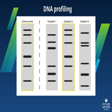 Dna fingerprinting powerpoint | PPT