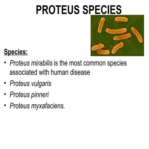 PROTEUS | PDF