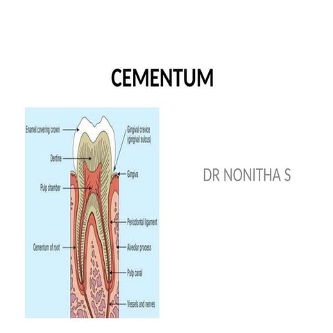 Cementum | PDF