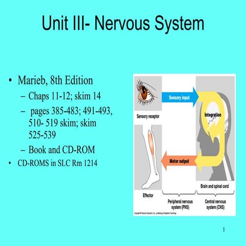 6.a&p i nervous system2010