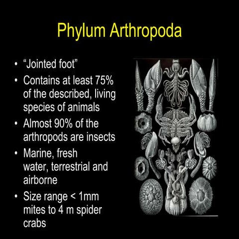 6. arthropods