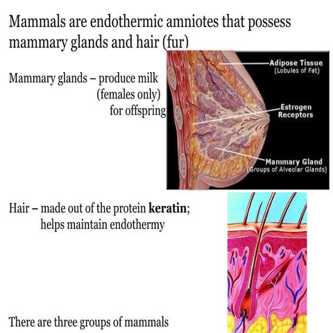 Phylum Chordata - Class Mammalia