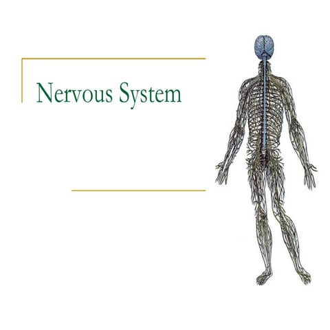 Nervous System