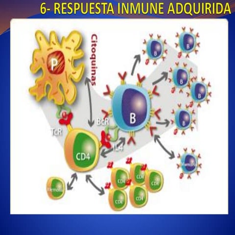6- RESPUESTA INMUNE ADQUIRIDA Inmunología | PDF