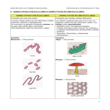 6.- Seres vivos unicelulares y seres vivos pluricelulares