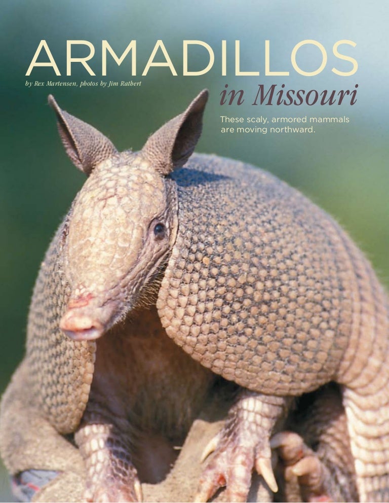 Armadillo in Missouri