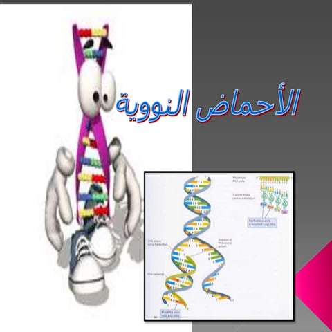 60820_الأحماض النووية.pptx